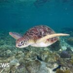 Three dead and dozens sick after eating sea turtle stew