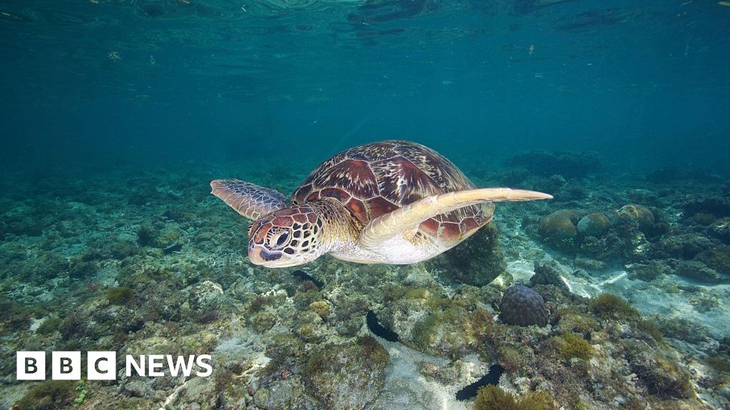 Three dead and dozens sick after eating sea turtle stew