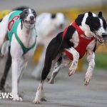 New Zealand to ban greyhound racing, citing high injury rates