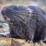 Swimming mouse among 27 new species discovered in Peru