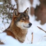 Wolves could lose EU safeguards, opening way for culls