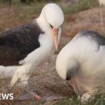 World’s oldest known wild bird lays egg at ’74’