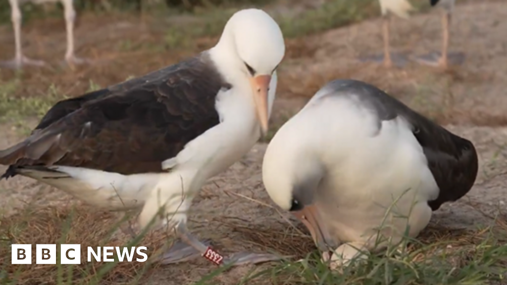 World’s oldest known wild bird lays egg at ’74’