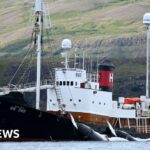 Whale hunters granted controversial five-year permits