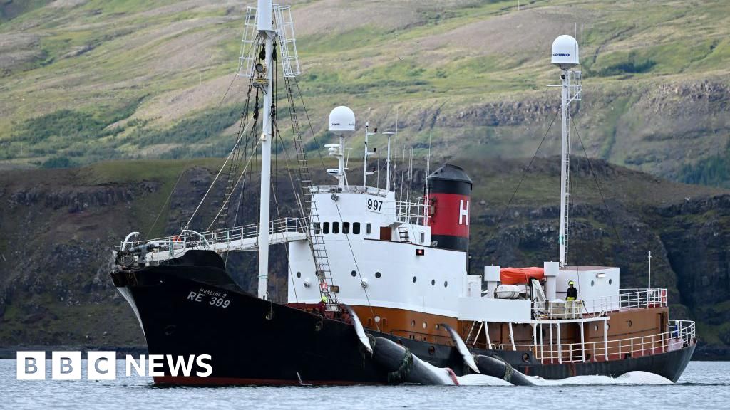 Whale hunters granted controversial five-year permits