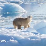 Canada man jumps on polar bear to defend wife from attack