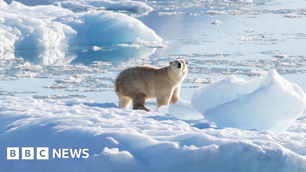 Canada man jumps on polar bear to defend wife from attack