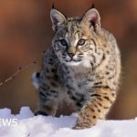 Bird flu kills 20 big cats at Washington animal sanctuary