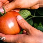 ‘Italian’ purees likely to contain Chinese forced-labour tomatoes