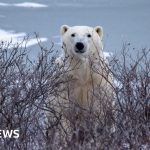 Trouble in Arctic as polar bears and people face warming world