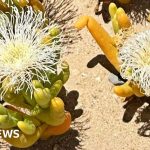 South Africa’s succulent plants under threat from poachers in the Karoo