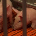 The US farm where pigs are bred for human organ transplants