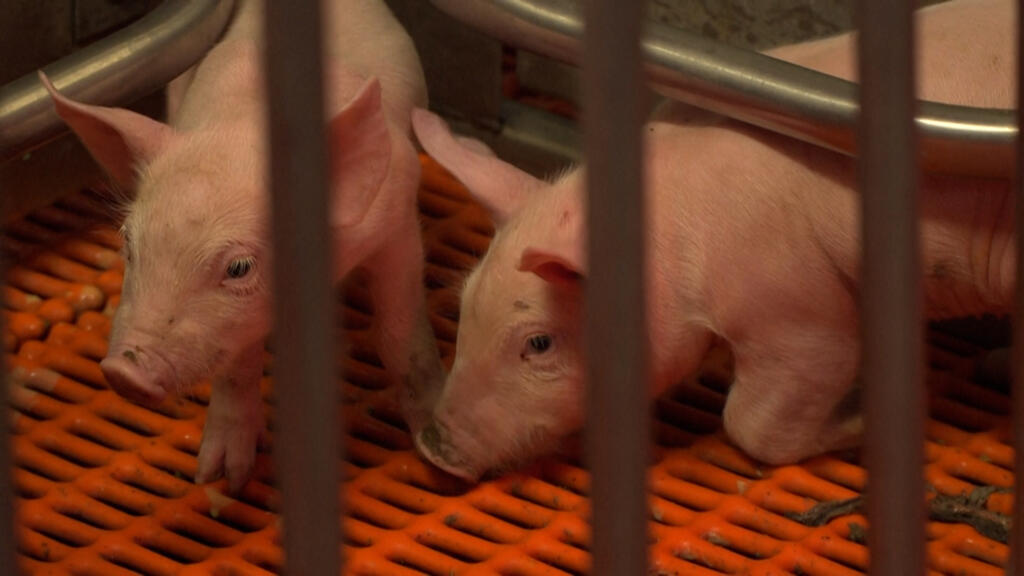 The US farm where pigs are bred for human organ transplants