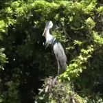 Brazil heron takes flight after plastic cup removed from throat