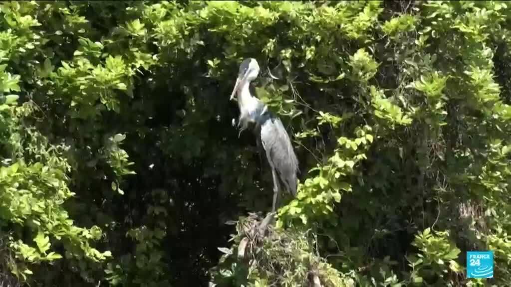 Brazil heron takes flight after plastic cup removed from throat