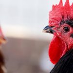 First severe human case of bird flu in US sparks pandemic concerns