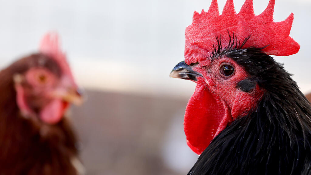 First severe human case of bird flu in US sparks pandemic concerns