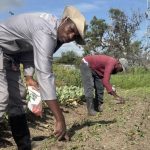 Cape Flats farmers fight to preserve a South African breadbasket eyed by developers