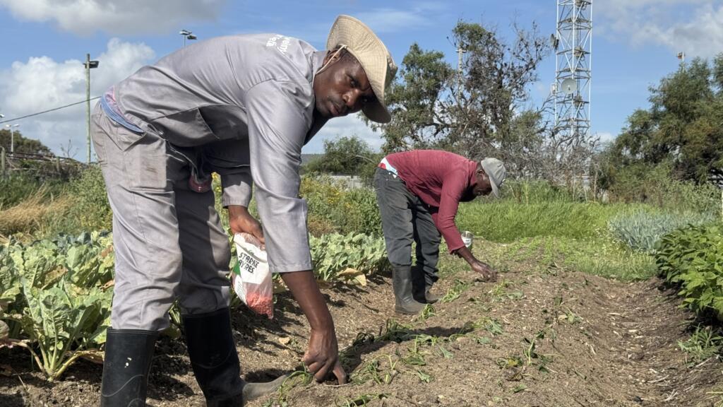 Cape Flats farmers fight to preserve a South African breadbasket eyed by developers