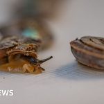 Why 1,329 tiny snails are being set free on a remote island