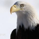 Bald eagle officially declared US national bird after 250 years