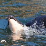 Bereaved whale spotted pushing another dead calf