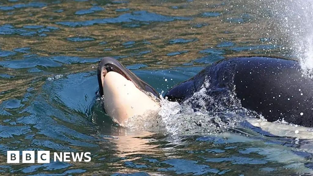 Bereaved whale spotted pushing another dead calf