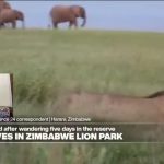 Zimbabwe: An 8-year-old survives five days in a lion park