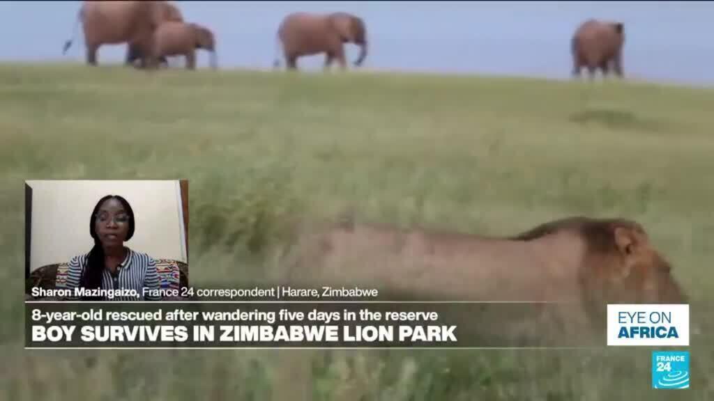 Zimbabwe: An 8-year-old survives five days in a lion park