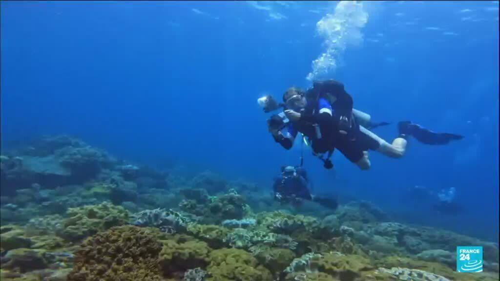 Philippines: the residents mobilize for the marine wildlife