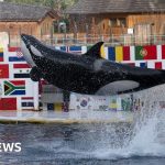 Fate of orcas left uncertain after zoo shuts